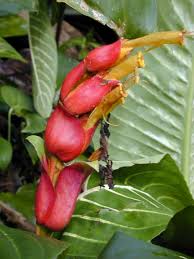 Image result for Sanchezia speciosa