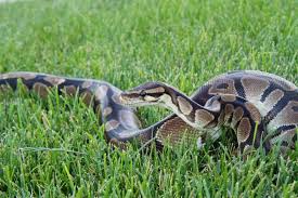 how big do ball pythons get and how long does it take for