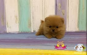2 Aylik Pomeranian Boo Yavrulari Ucretli 2 Aylik Pomeranian Boo Yavrulari Ucretli Kopek Kopekseverler Ko Cute Puppies Small Puppies Pets