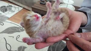 Yeni Dogan Kedi Youtube