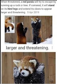 Want One Of These Cute Animals Cute Little Animals Funny Animal Jokes