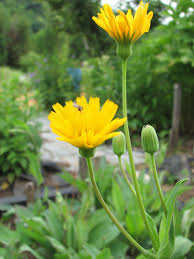 Image result for Cyphia brachyandra