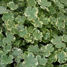 Image result for Hymenophyllum sibthorpioides