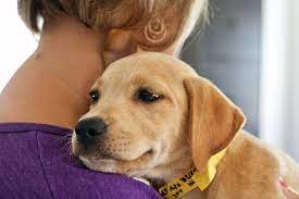 He was originally my sisters puppy but she couldn't take proper care of him so my. To Love A Canine Rescue Inc