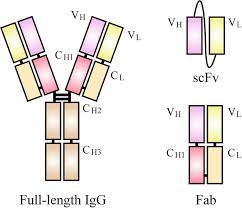 It increases cell permeability to monosaccharides, amino acids and fatty acids. Engineering Antibodies And Alternative Binders For Therapeutic Uses Springerlink