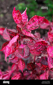 Image result for Iresine herbstii