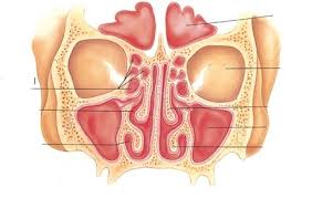 Staging protocols such as those of cap are to document procedure, tumor site, tumor laterality, tumor focality, tumor. Cross Section Of Nasal Cavity Anterior View Diagram Quizlet