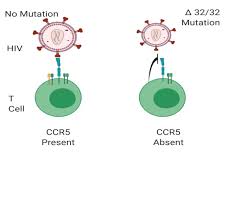 Variations in ccr5 can lead to differences in the rate of hiv infection, with the best known being the delta 32 variant, rs333. The Absence Of Ccr5 And The Inhibition Of Hiv Attachment A Mutation Of Download Scientific Diagram