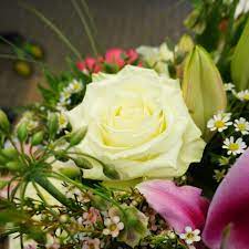 Weisse Rosen Treue Und Bewunderung Weisse Rosen Bedeutung Von Blumen Einzelne Blumen