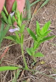 Image result for Meiosperma