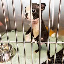 Pet service in overland park, kansas. Nearest Pet Store Near Me Pet S Gallery
