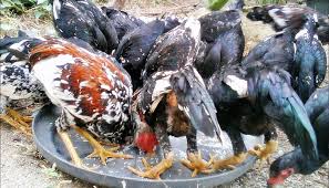 Namun kebanyakan orang memanfaatkannya hanya sebatas memelihara ayam. Cara Ternak Ayam Kampung Bagi Pemula Sukses