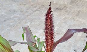 Image result for Cenchrus americanus