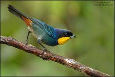 Bird That Sounds Like A Car Alarm Canada Purplish Mantled Tanager Cute Birds Beautiful Birds Most Beautiful Birds