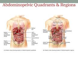 The median plane is that which follows the linea alba and extends from the xiphoid process to the. Anatomical Language Bio 137 Anatomy Physiology I Lab Ppt Download