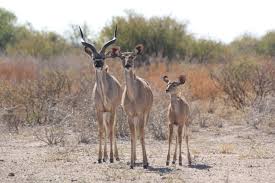 Pin By Inspiration Of Africa On Botswana Game Reserve African Wildlife Wildlife