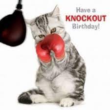 Le quotidien d'actualité de la bande dessinée, les infos, les nouveaux albums de bd. Animalbazar Carte Postale Humoristique Anniversaire Chat Boxeur