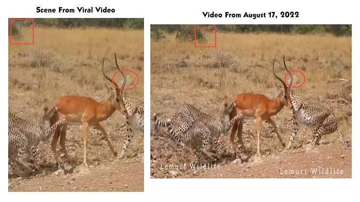 Video From Kenya Shared As Cheetahs Hunting Deer In Kuno National Park | BOOM