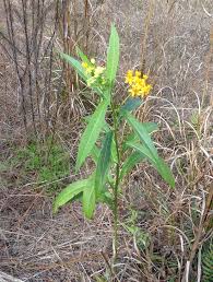 Image result for Asclepias curassavica