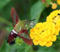 Black And Yellow Striped Caterpillar Georgia Hummingbird Clearwing Moth Spotted One Enjoying My Lilies Today Moth Hummingbird Moth Hummingbird