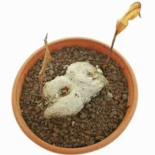 Image result for Eriospermum mackenii