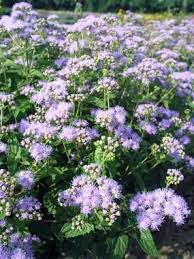 Eupatorium Wayside Bluestone Perennials Flowers Perennials Blue Flowering Shrubs Perennial Plants
