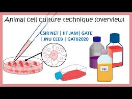 Maybe you would like to learn more about one of these? Cell Culturing Online Course 08 2021