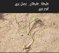 Image result for Dipcadi papillatum