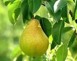 Enter your email address below. Are Fruits Alive Quora