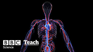 ⇒ click on the diagram to show / hide labels. Human Circulatory System Theschoolrun