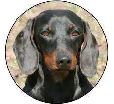 Image result for jezevčík hladkosrstý