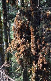 In The Midst Of Monarch Butterflies At Sierra Chincua Sanctuary Monarch Butterfly Monarch Beautiful Butterflies