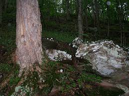 With nearly 6,000 acres of lush forest, 35 miles of trails and seven miles of seasonally stocked trout streams, there is something for every camper to explore and enjoy. Camp Creek State Forest A West Virginia State Forest Located Near Bluefield Princeton