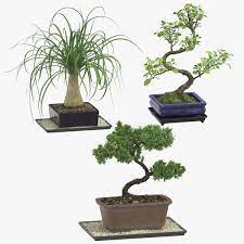 Arvores Bonsai Modelo 3d Turbosquid 1396926