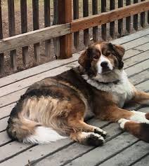 This bernese mountain dog nicknamed puppy sold and went to a new family. High Prairie Great Bernese Mountain Dogs Home Facebook