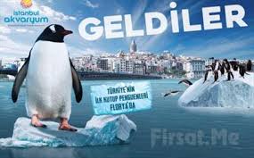 Dunya Nin En Buyuk Tematik Akvaryumu Florya Istanbul Akvaryum Giris Bileti Istanbul Firsaton