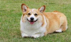 Hunting dogs and terrier breeds most. Corgi Tails Do Corgis Have Tails Corgi Care