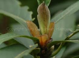 Image result for Actinodaphne