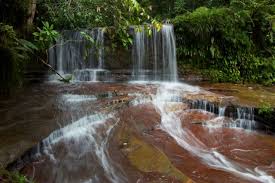 While jungle trekking, swimming, nature education, bird watching, wildlife observation, photography and night walks are the common things you should go for while visiting this rainforest, the trek trails are the center of attraction. Lambir Hills National Park Snakes Leeches Nutmeg Edventure Project