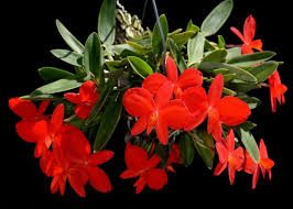 Image result for Bulbophyllum cochleatum