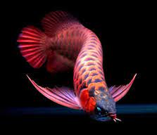 Jeni Jenis Ikan Predator Air Tawar Yang Unik Dan Populer Dipelihara Di Aquarium Ikan Hias Air Tawar Laut Dan Aquarium