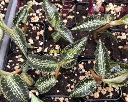 Image result for Goodyera