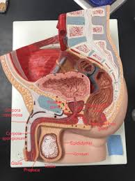 Male Reproductive System Labeled Reproductive System Project Reproductive System Anatomy Models Labeled