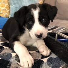 We are a group of. Marina Hills Animal Hospital 54 Photos 108 Reviews Veterinarians 30251 Golden Lantern Laguna Niguel Ca Phone Number