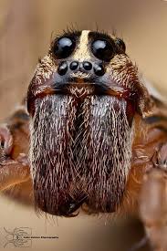 wolf spider lycosidae wolf spider spider face spider