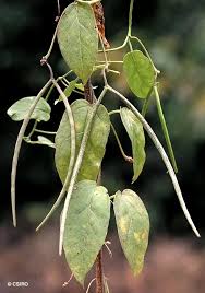 Image result for Ceropegia incana
