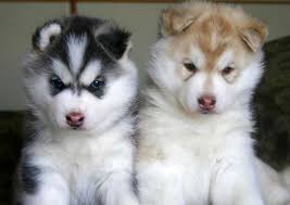 Pin By Sumeyye Caglan On Animals Cute Husky Puppies Malamute Puppies Siberian Husky Puppies