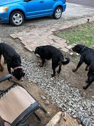 Long haired black and white cat seen hanging out behind rock quarry village  apartments It definitely does not look like a stray!