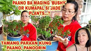 Pin Di Plant Tips