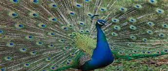 tavus kusunun verdigi dersler sorularla said nursi